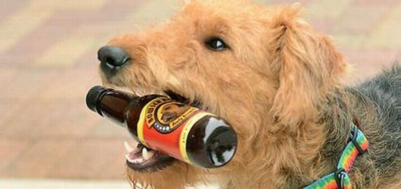 Алкоголь для домашних животных